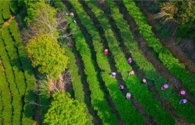 酝酿“重出江湖” 梅州蕉特茶从“芯”出发